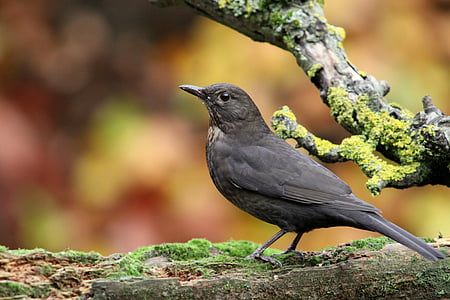 selective focus photography of gray bird perching on tree branch thumbnail