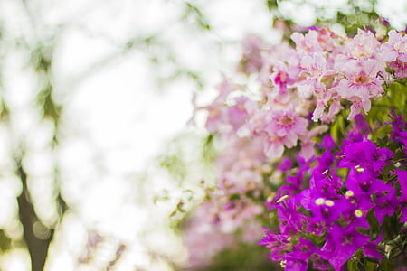Purple and Pink Flowers in Selective Focus Photography thumbnail