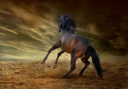 brown horse under gray cloudy sky thumbnail