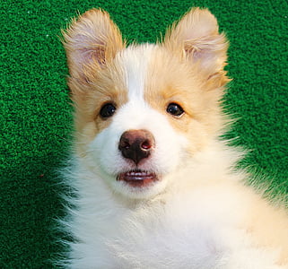 tan and white Pembroke Welsh corgi puppy thumbnail