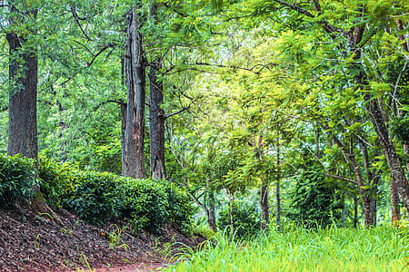 Green Leaf Trees thumbnail