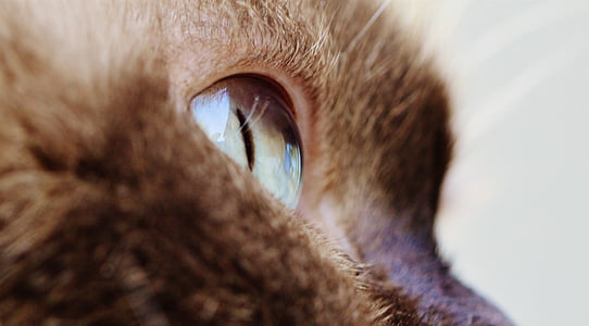 cat, eye, close, british shorthair, thoroughbred, fur thumbnail