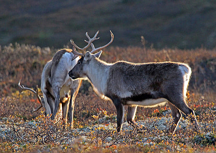 two reindeer on grass field with snow during daytime thumbnail