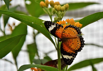 orange lacewing butterfly perching on green leaf plant in close-up photography thumbnail