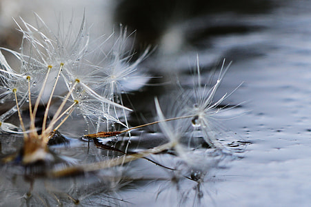 dandelion on water thumbnail