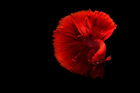 red beta fish thumbnail
