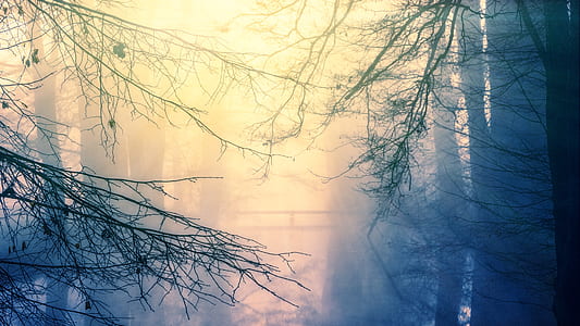 bare tree covered with fog thumbnail