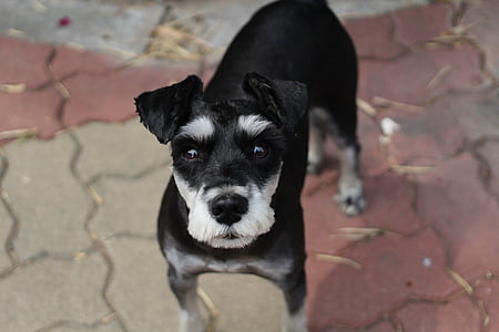 black and white schnauzer puppy thumbnail