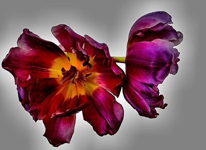 two purple and red flowers thumbnail