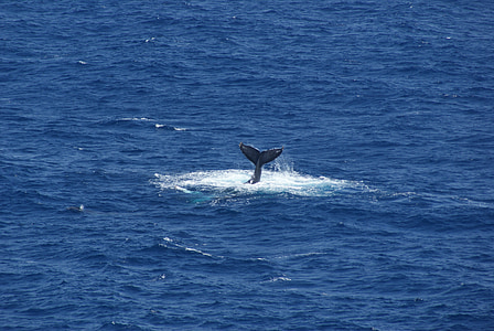 whale tail in water at daytime thumbnail