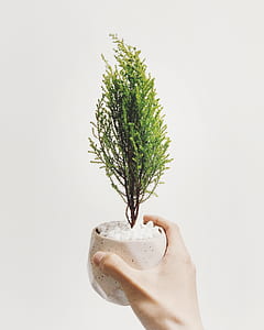person holding potted plant thumbnail