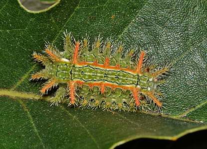 green, orange, and white io moth caterpillar on green leaf thumbnail