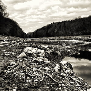 Grayscale Photography of Tree thumbnail