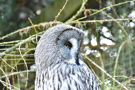 gray and black barn owl behind bush thumbnail