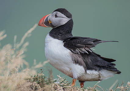 black and white puffin bird thumbnail