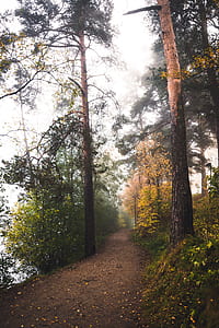 forest at daytime thumbnail