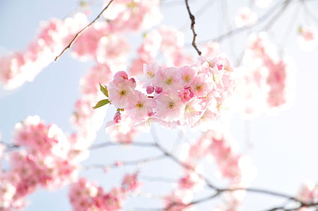 shallow focus photography of pink cherry blossom thumbnail
