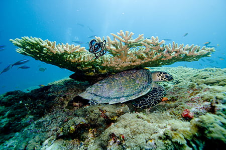 white and black turtle below coral thumbnail