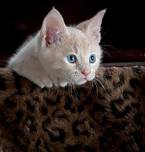 closeup photo of white Tabby kitten on brown and black leopard print surface thumbnail
