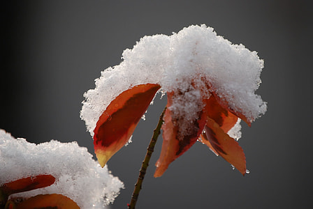 red leaves plant with snow thumbnail