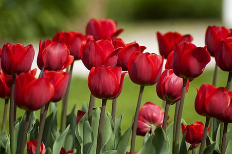 red petaled flowers thumbnail