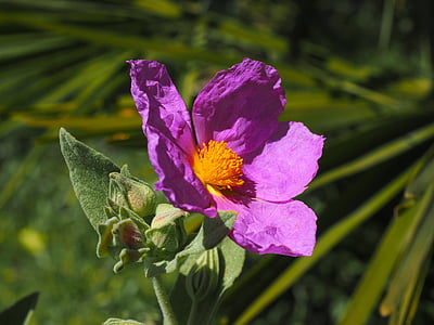 close-up photo of pink single-petaled rose flower thumbnail