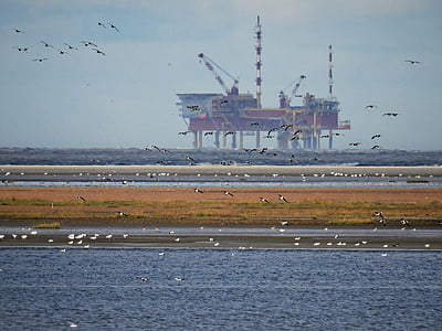 flock of flying birds above sea thumbnail
