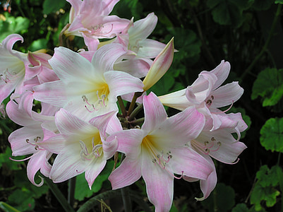 close-up photo of pink and white petaled flowers thumbnail