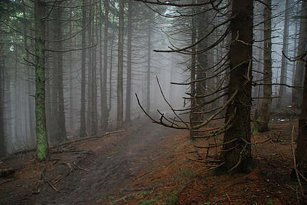 forest surrounded by mist thumbnail