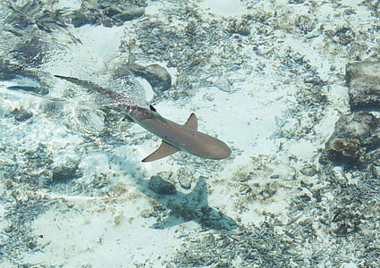 gray shark on water during daytime thumbnail
