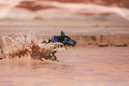 short-coated black dog running on body of water at daytime thumbnail