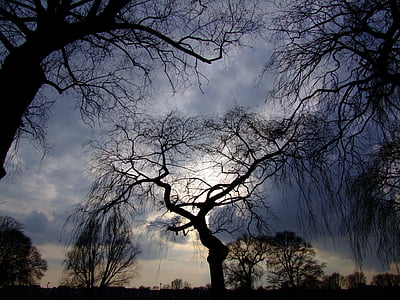 silhouette of bare trees under grey cloudy sky thumbnail