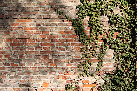 green leaf plant on brown brick wall thumbnail