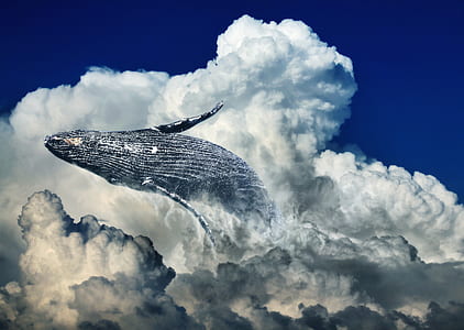 gray whale on clouds at daytime thumbnail