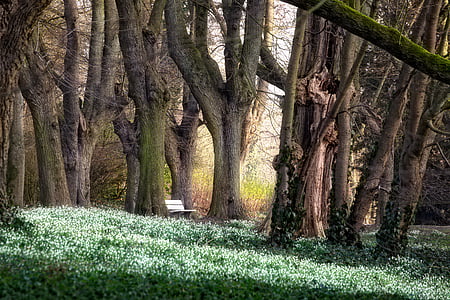 green tall trees during daytime thumbnail
