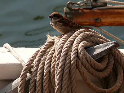 brown and white sparrow bird on brown rope thumbnail