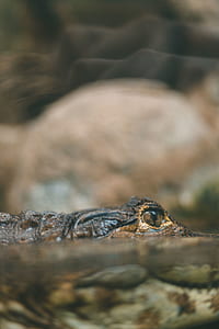 brown crocodile in water thumbnail