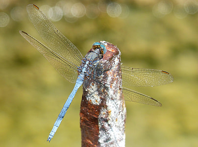 Blue Dragonfly, Raft thumbnail