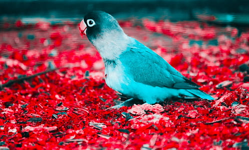 Blue and White Parakeet on Red Flooring thumbnail