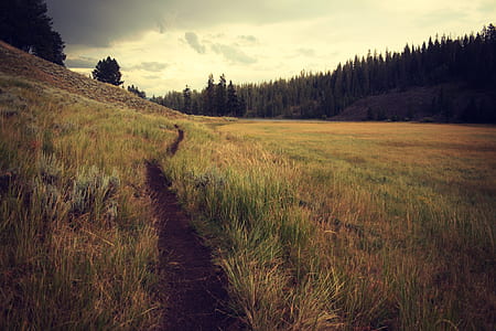 green and brown grass field under cloudy sky thumbnail