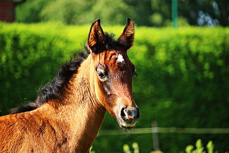 close-up photography of brown horse thumbnail