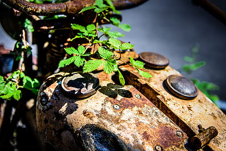 green leafed plants on top of rusted motorcycle thumbnail