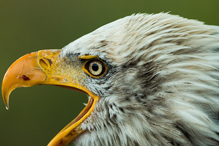 Bald Eagle, Haliaeetus Leucocephalus thumbnail