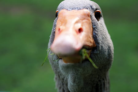 selective focus photography of duck thumbnail