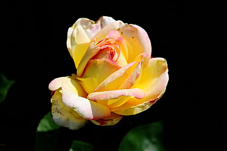 low light photography of yellow flower thumbnail
