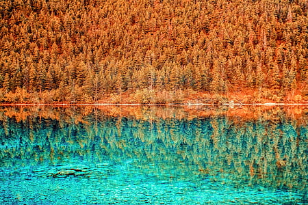 panoramic photography of pine tree thumbnail