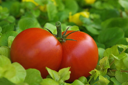 ripe tomato thumbnail