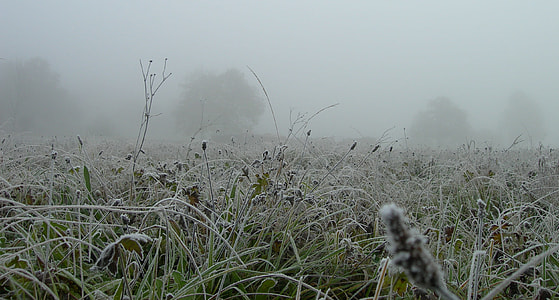 green plants on fog area thumbnail