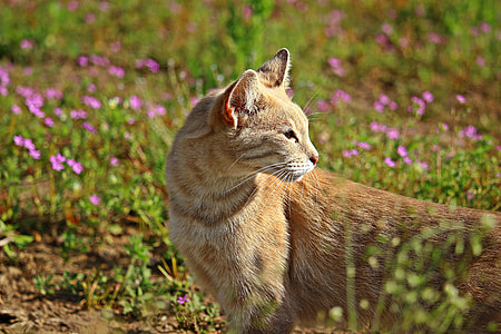 close-up photo of cat standing near pink petaled flowers thumbnail