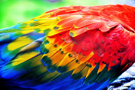 red and blue bird feathers thumbnail